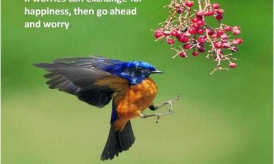 If Worries can exchange for happiness, then go ahed and worry - Sad Love Quote