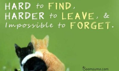 friendship quotes and sayings ' Impossible to Forget My Friend, inspiring friendship quotes