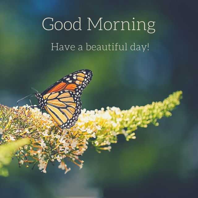 Good Morning Have A Beautiful Day