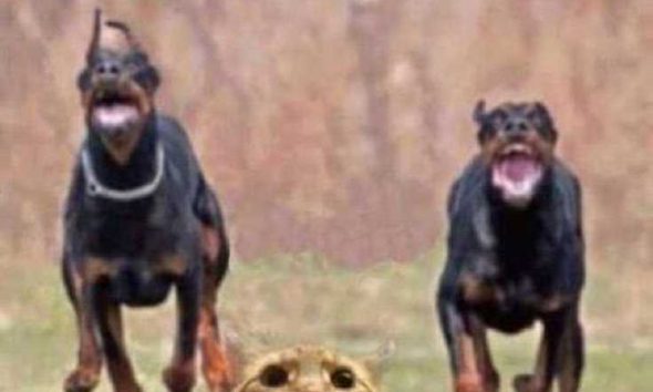 24 Of The Best Funny Memes Funny Pictures 13