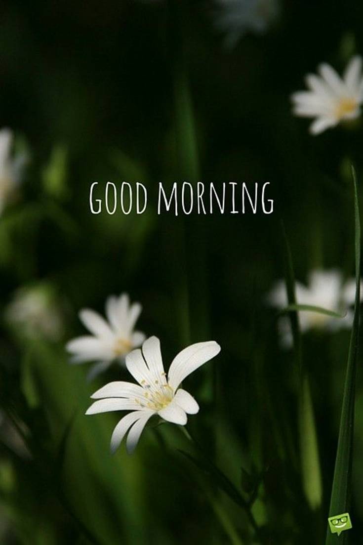 Good Morning images with white Flowers images