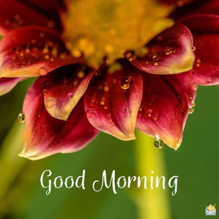 Marvel Good Morning Pictures and Flowers image