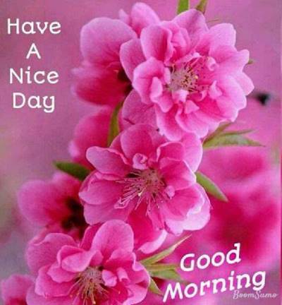 65 unique good morning messages happy morning greetings