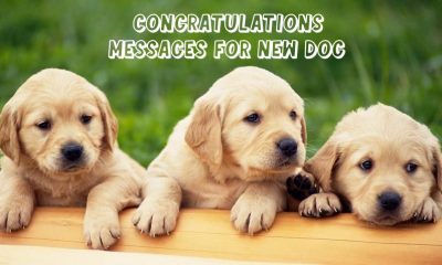Congratulations For New Pet Dog How Do You Welcome A New Pet