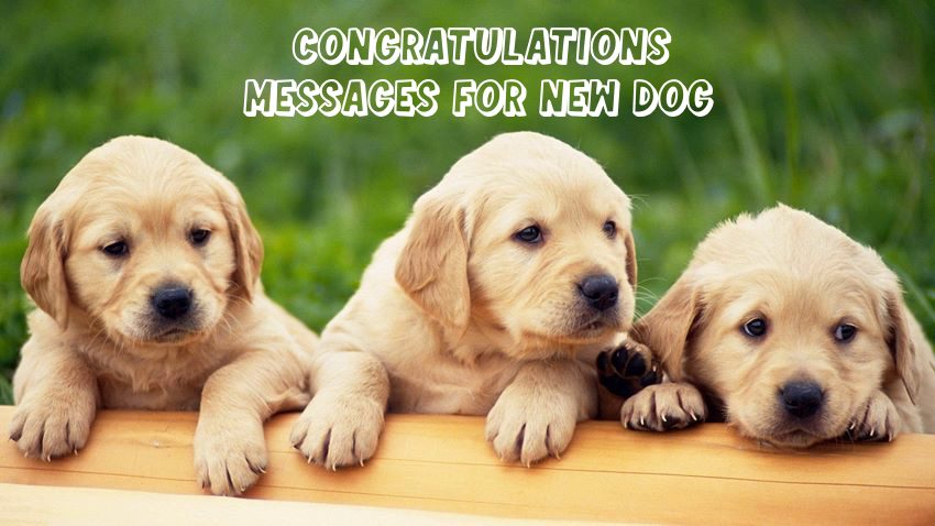 Congratulations For New Pet Dog How Do You Welcome A New Pet