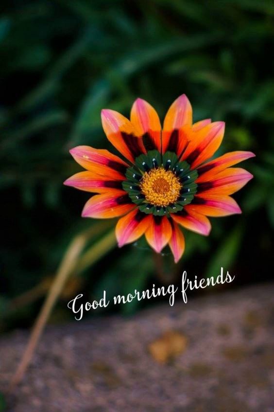 good morning pics New Good Morning Images With Pictures Quotes Wishes Messages