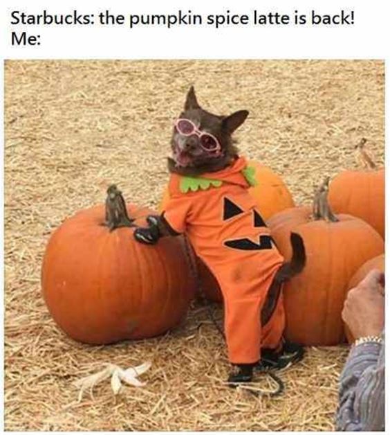 latte meme Pumpkin Spice Memes And Quotes Images