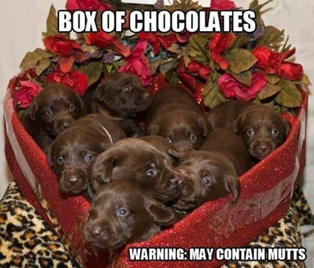 valentine days meme pics Funny Valentine Memes To Good Laugh For Sarcastic Valentines Memes