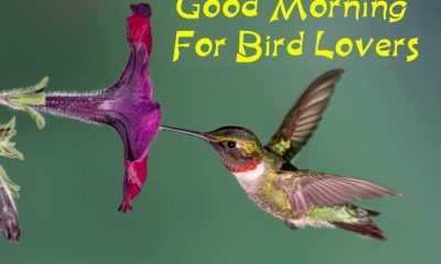 Sweet Good Morning For Bird Lovers Morning Messages