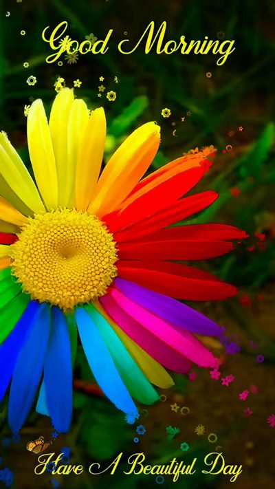 good day greeting images and good morning my love images good day greeting images and good morning my love images