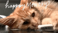 Happy Monday GIFs Images – Animated Monday Wishes GIF 10