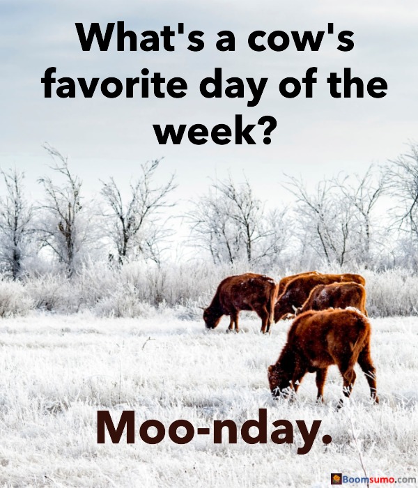 The Best Happy Monday Puns